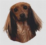 Sable Longhaired Dachshund (image for) Sable Longhaired Dachshund